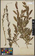 Foto von Salix purpurea L. x Salix viminalis L.
